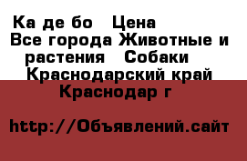 Ка де бо › Цена ­ 25 000 - Все города Животные и растения » Собаки   . Краснодарский край,Краснодар г.